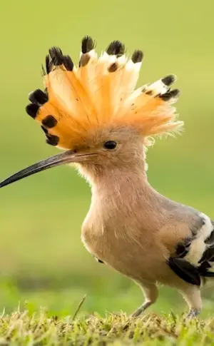 The Madagascar hoopoe