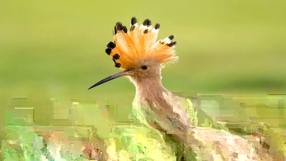 Madagascar hoopoe