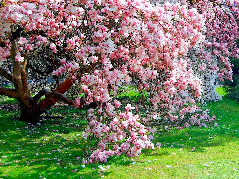 Cherry blossom trees Germany