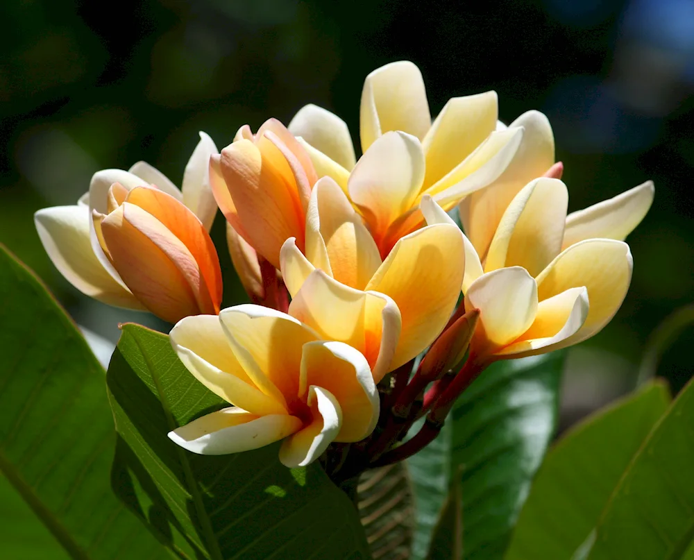 Magnolia plumeria