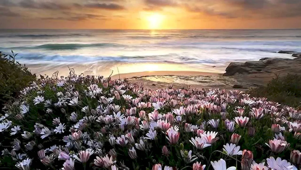 Valley of crocuses in the Crimea.