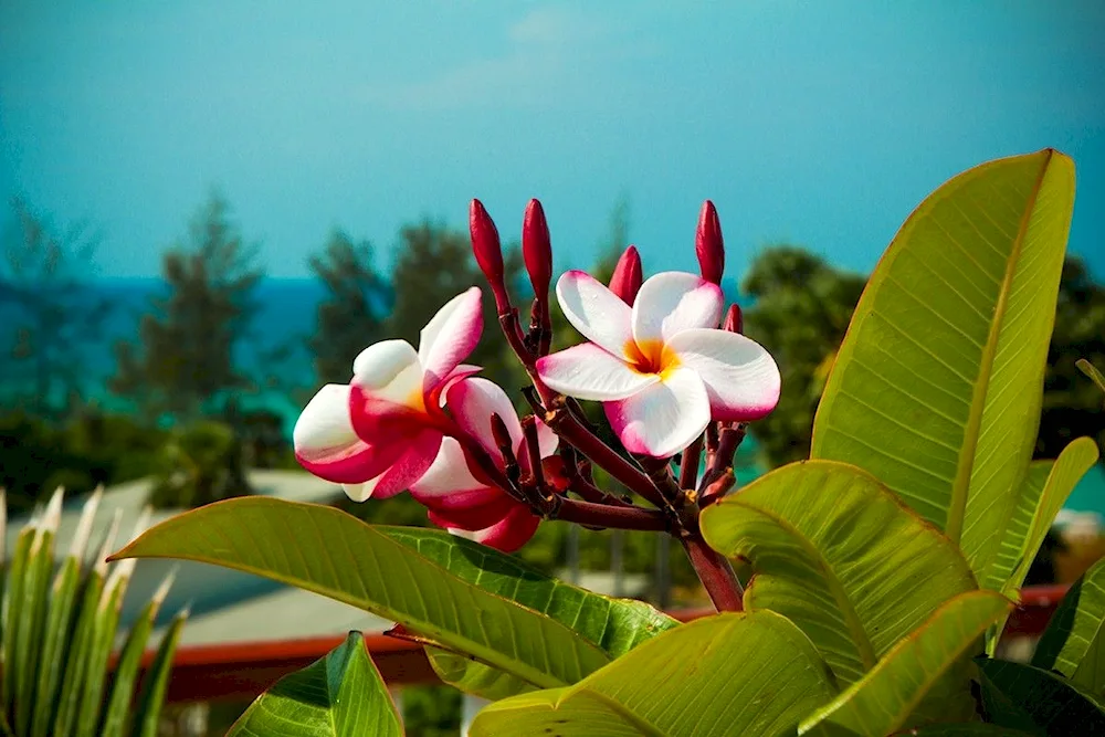 Magnolia in Thailand