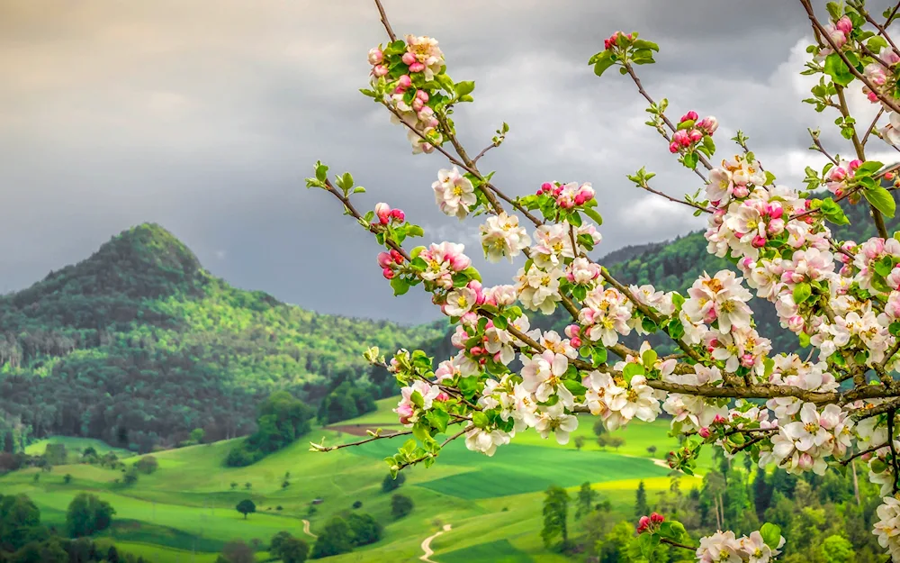 Cherry blossom tree