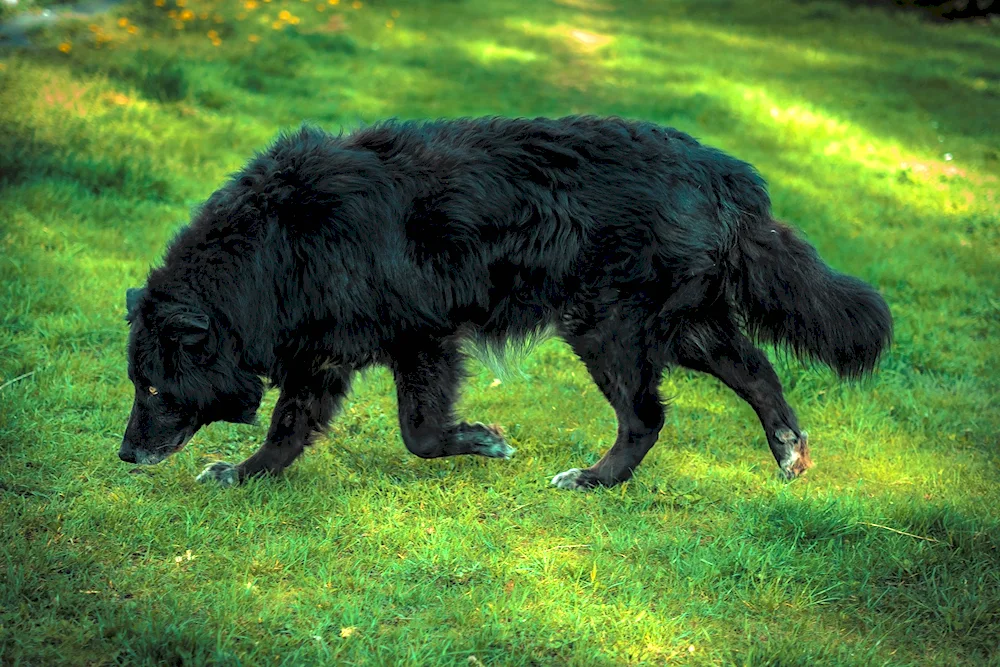 Mayork Shepherd Dogs long-haired