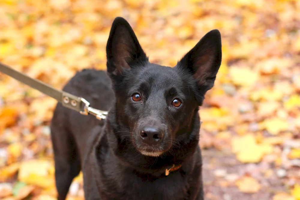 Mayork Shepherd with standing ears