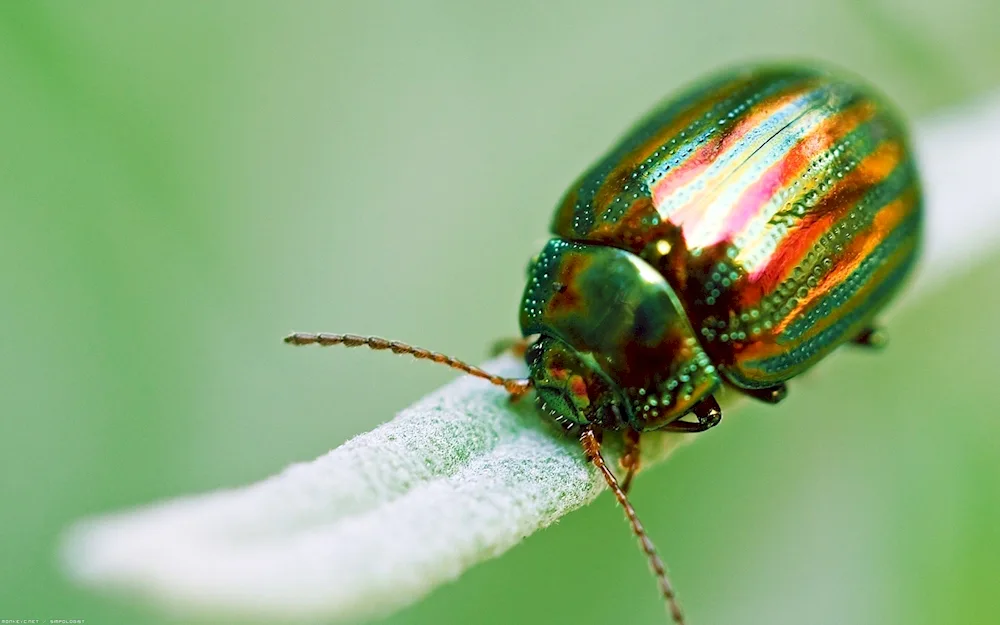 Therry leaf beetle. Cereal aphid larvae