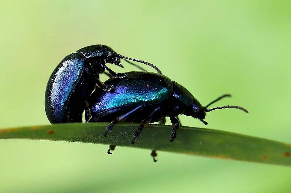 Black beetle Nasekomus