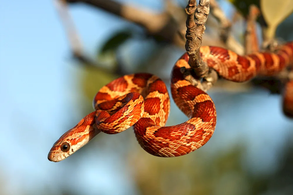 Maize snake. Albino