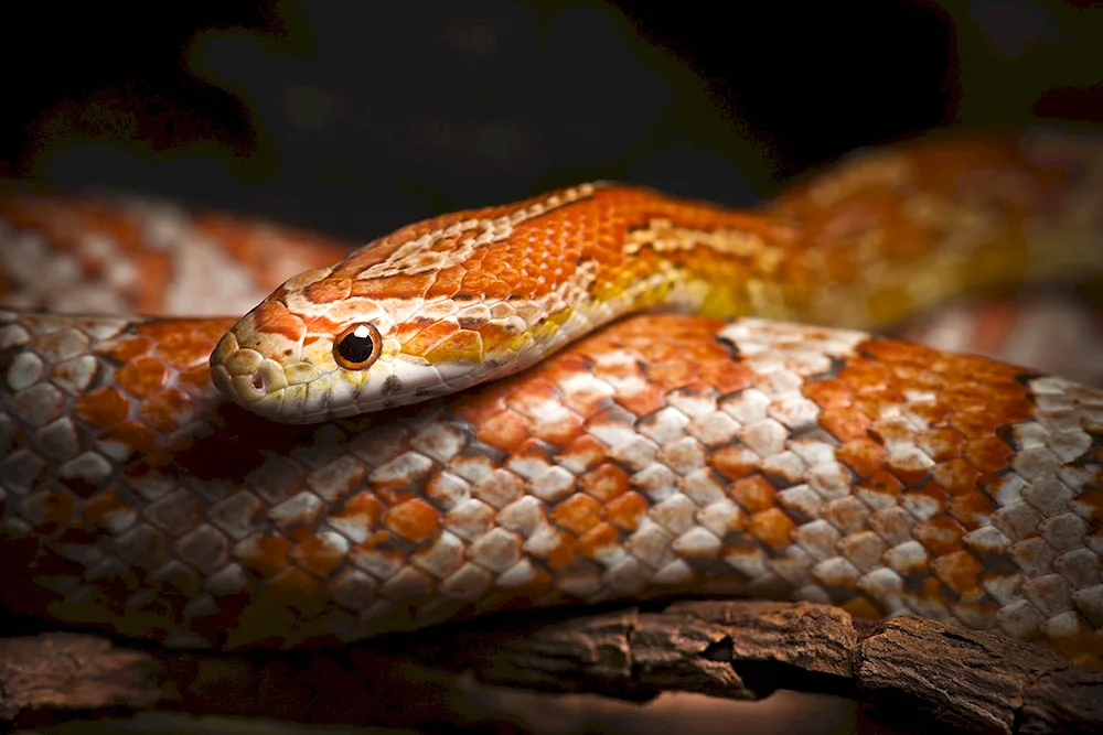 Maize Striped Snake