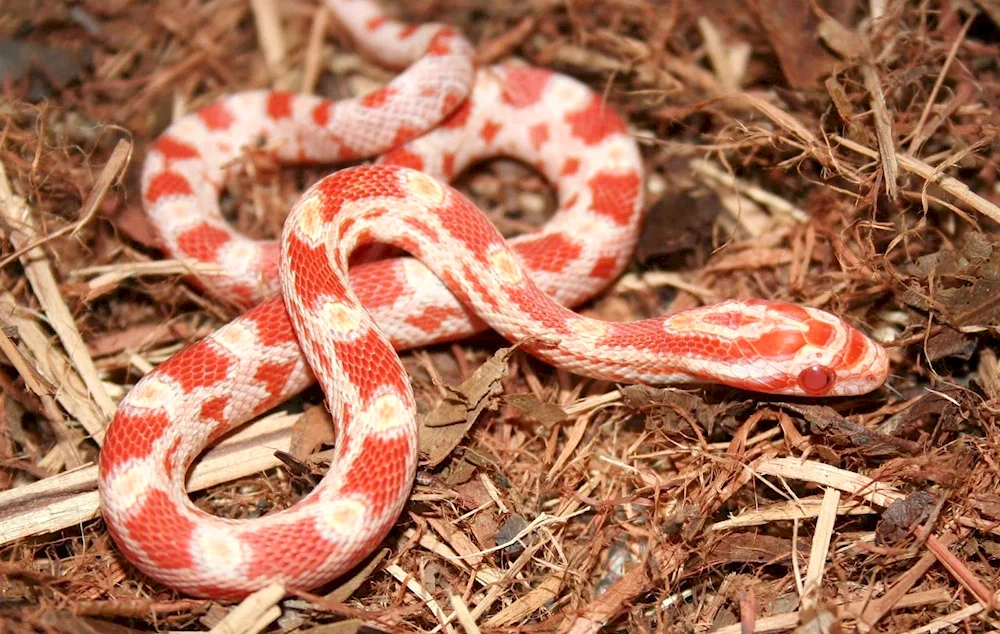 Maize stripe albino