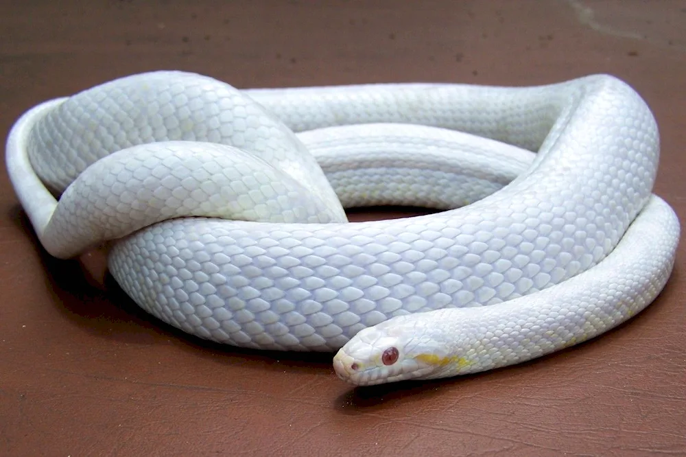 Golubian Koufia. snake