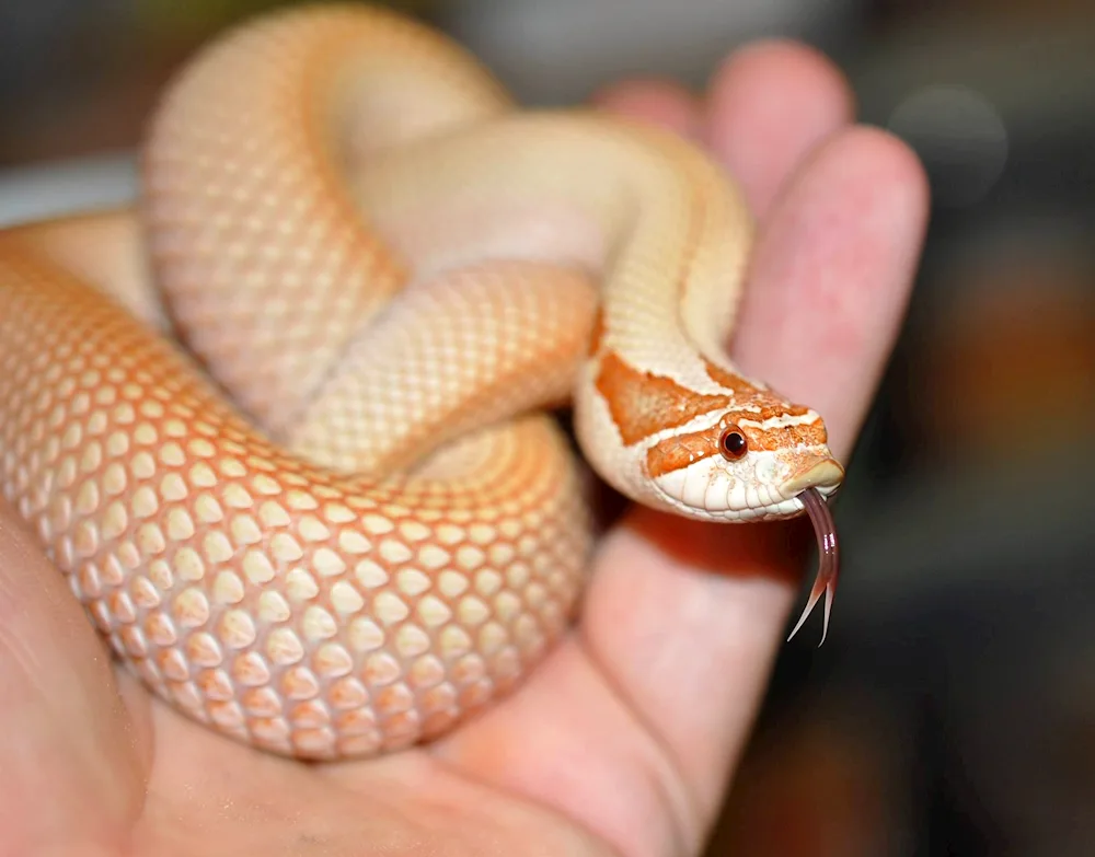 Maize Snake