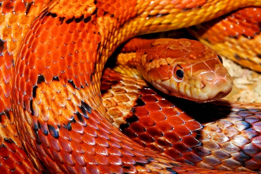 Maize stripe orange