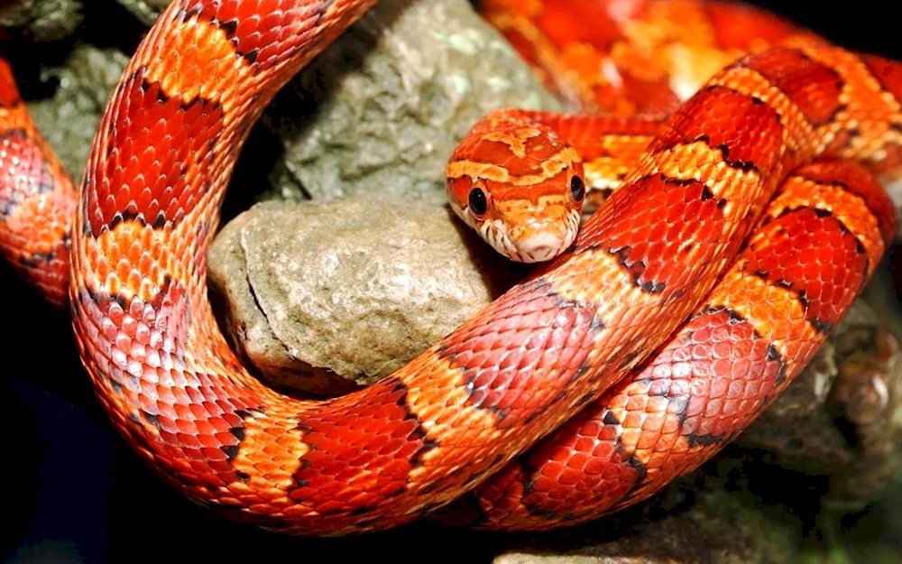 Maize stripe orange