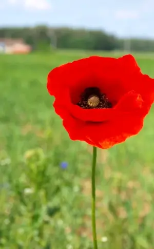 Poppy Meadow