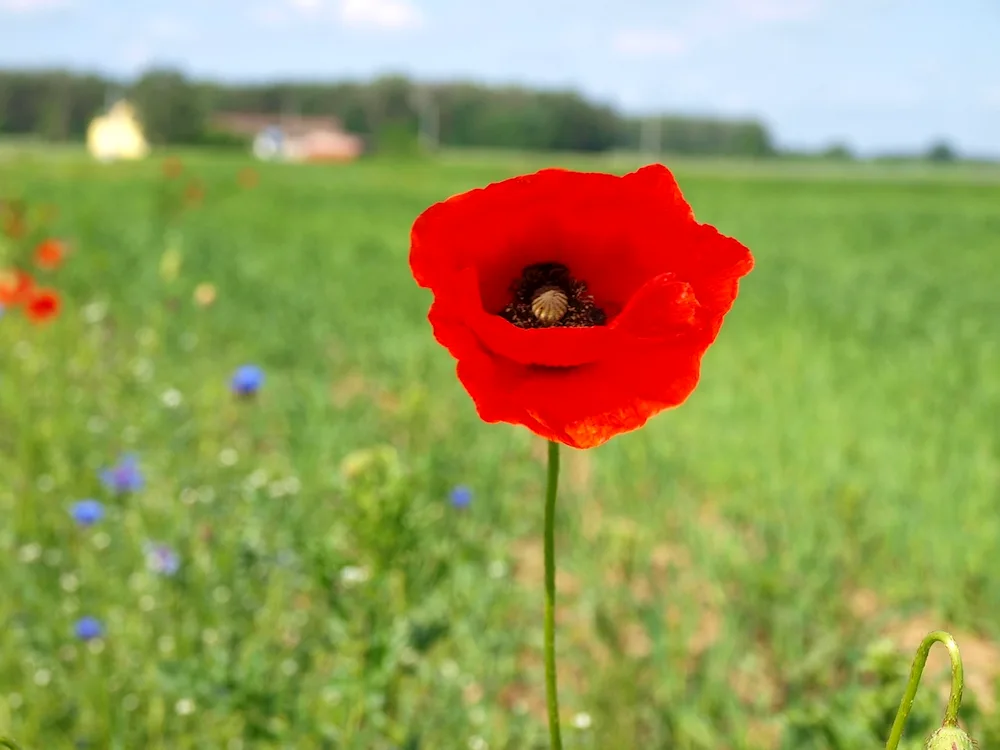 Poppy Meadow