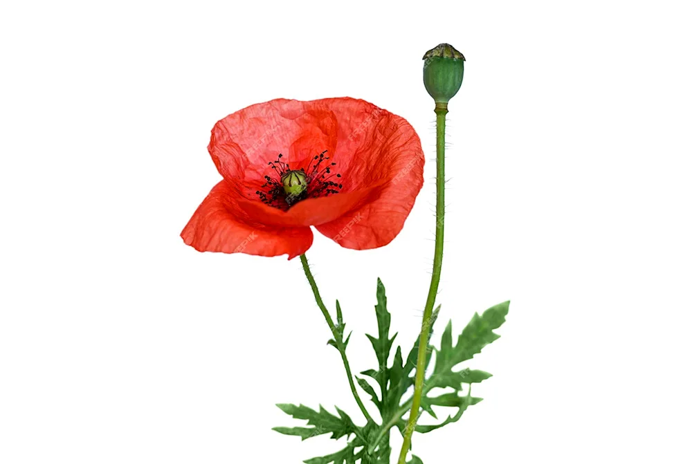 Poppy on white background