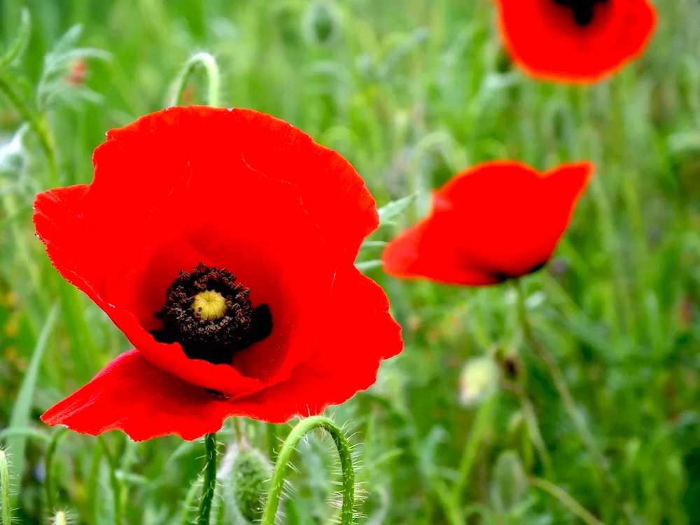 Poppy Papaver