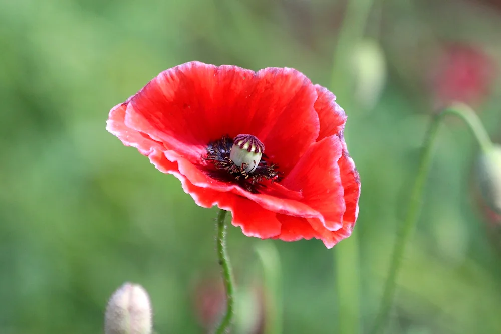 Poppy Papaver Cardinal