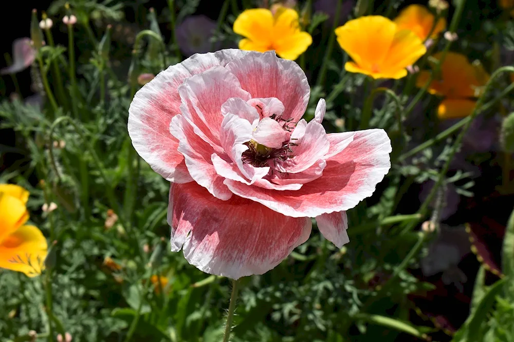 Rose Salma
