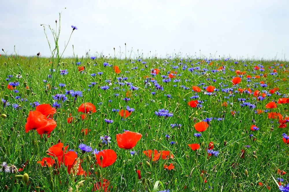 Mac field cornflower clover