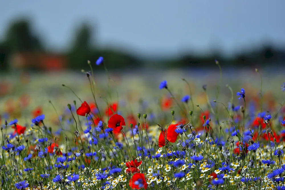 Mac field cornflower