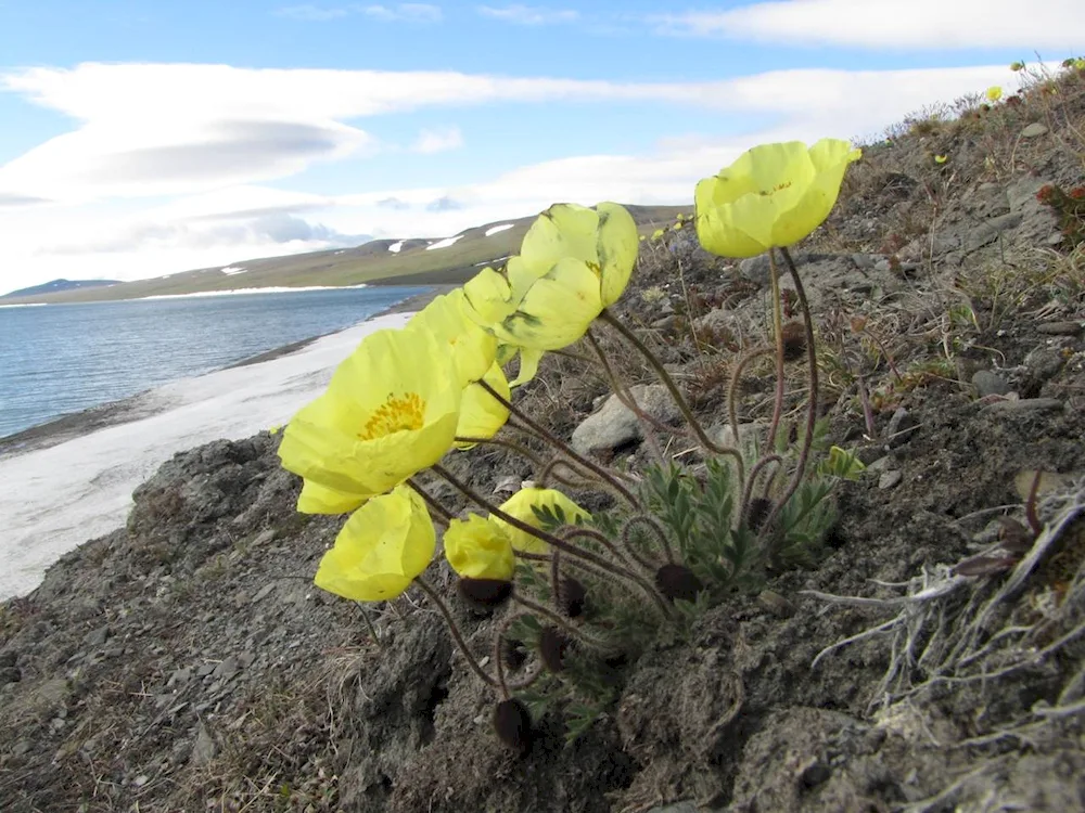 Polar mac Papaver radicatum