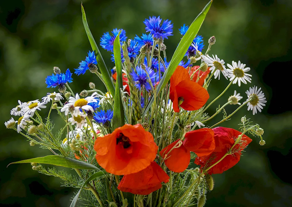 Mac Chamomile Cornflower