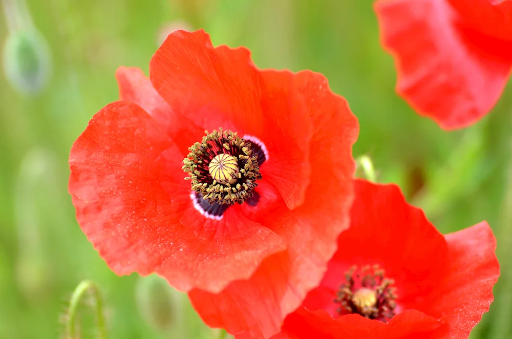 Mac Red Wildflowers