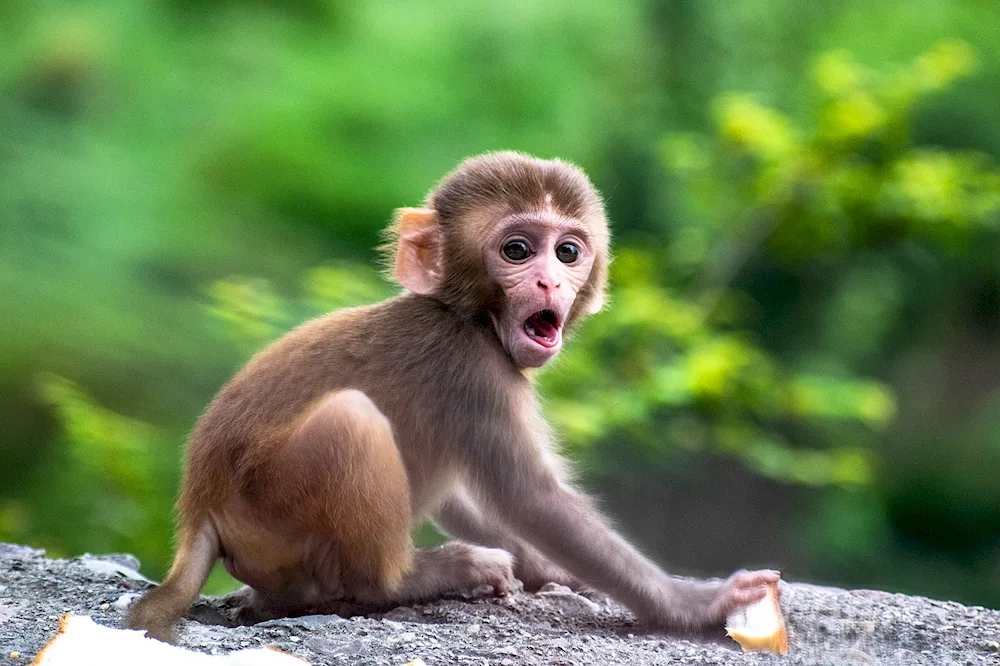 David's macaque monkey