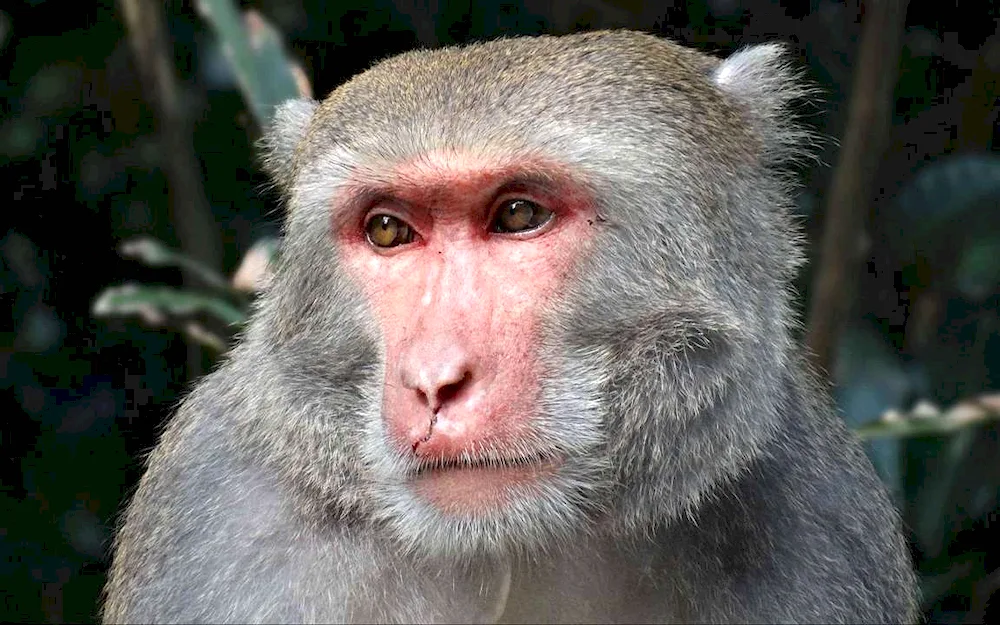 Macacaca rhesus