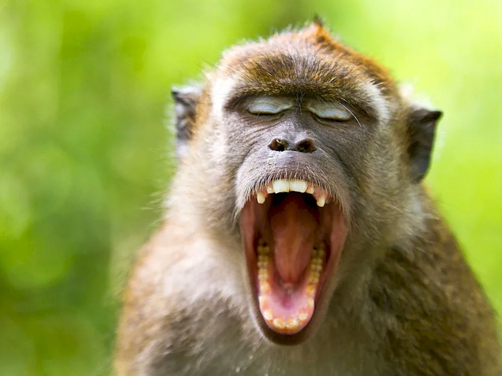 Monkey with a tongue