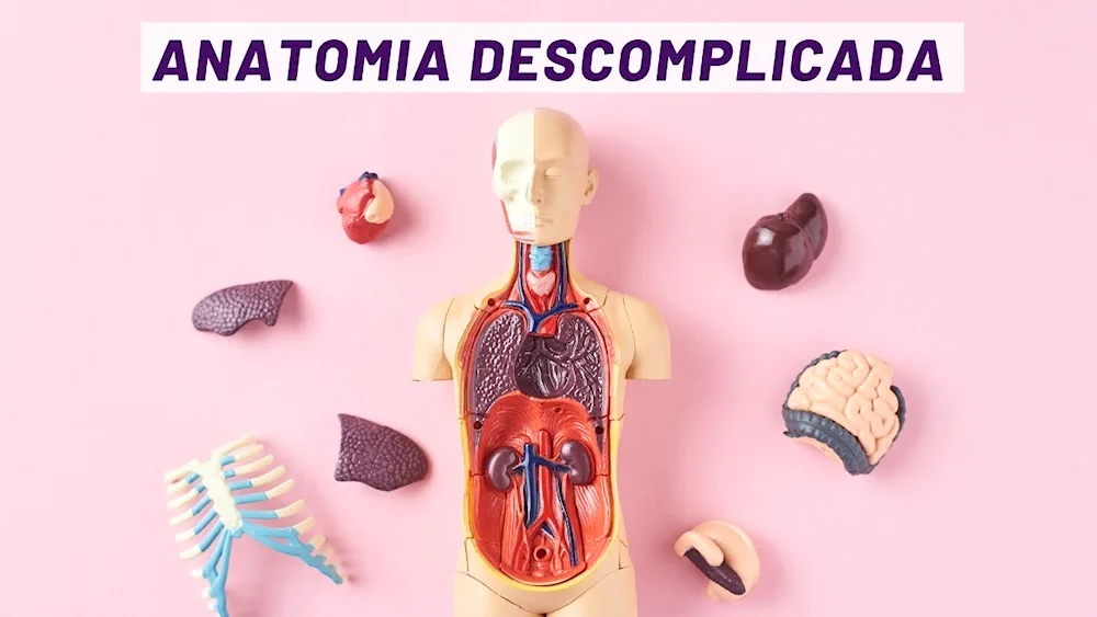 Human Gastrointestinal System