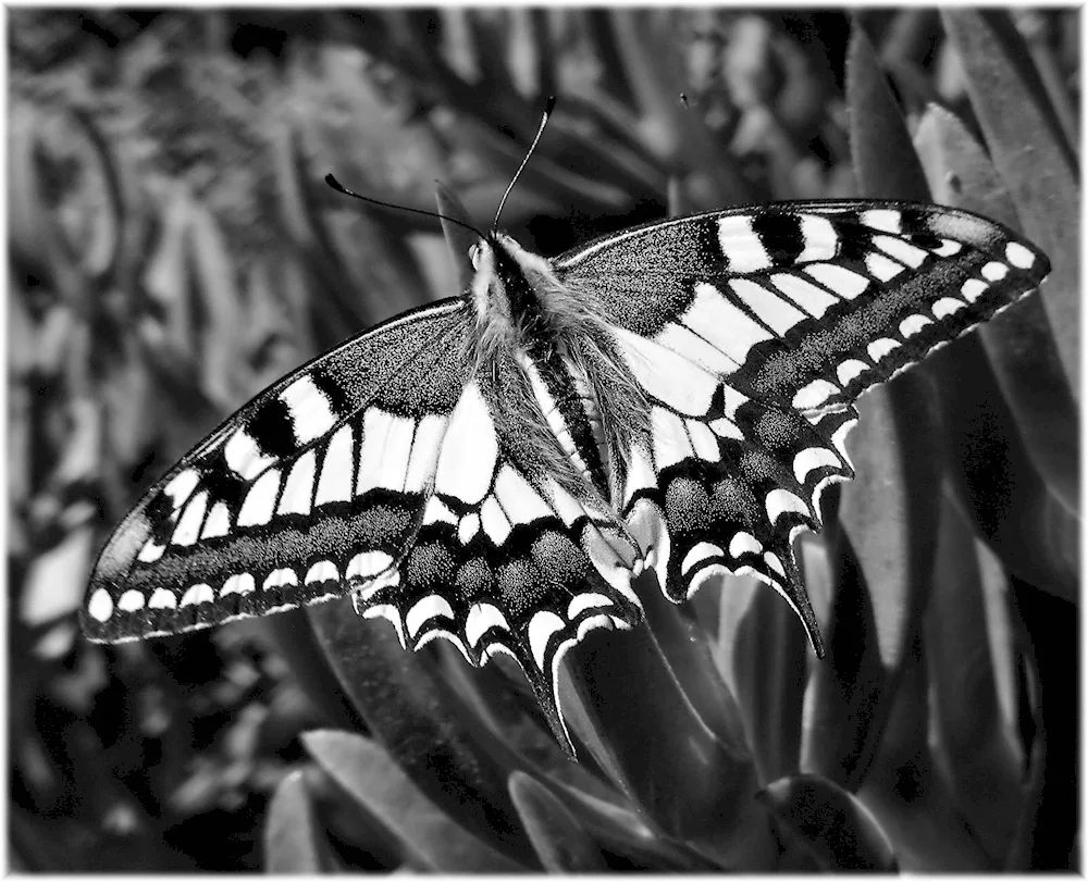 Machaon butterfly