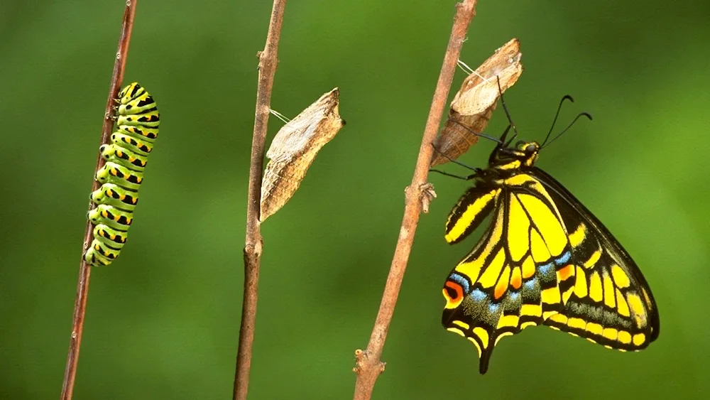 Machaon caterpillar pupating