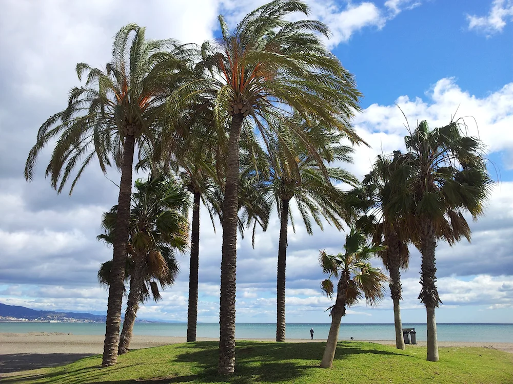 Makhinjauri palms