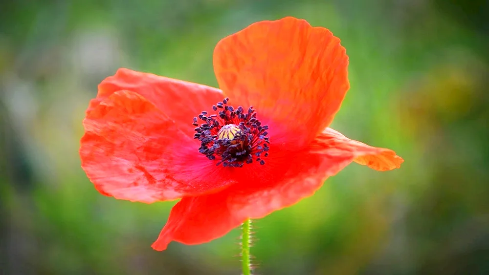 Poppies of Flanders