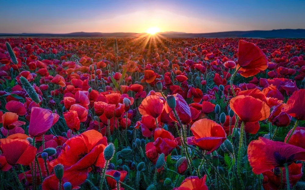 Macs and poppy field