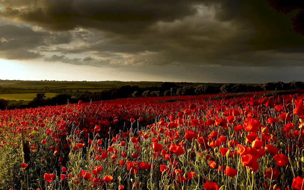 Macs and poppy field