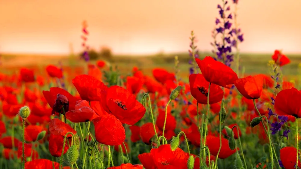 Beautiful bouquet of flowers