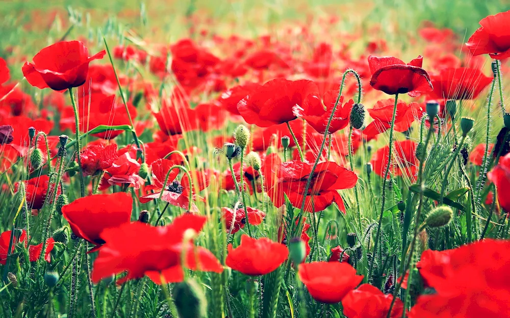 ‘Poppies field of poppies’ 1873.