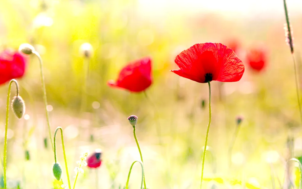 Skosan poppies