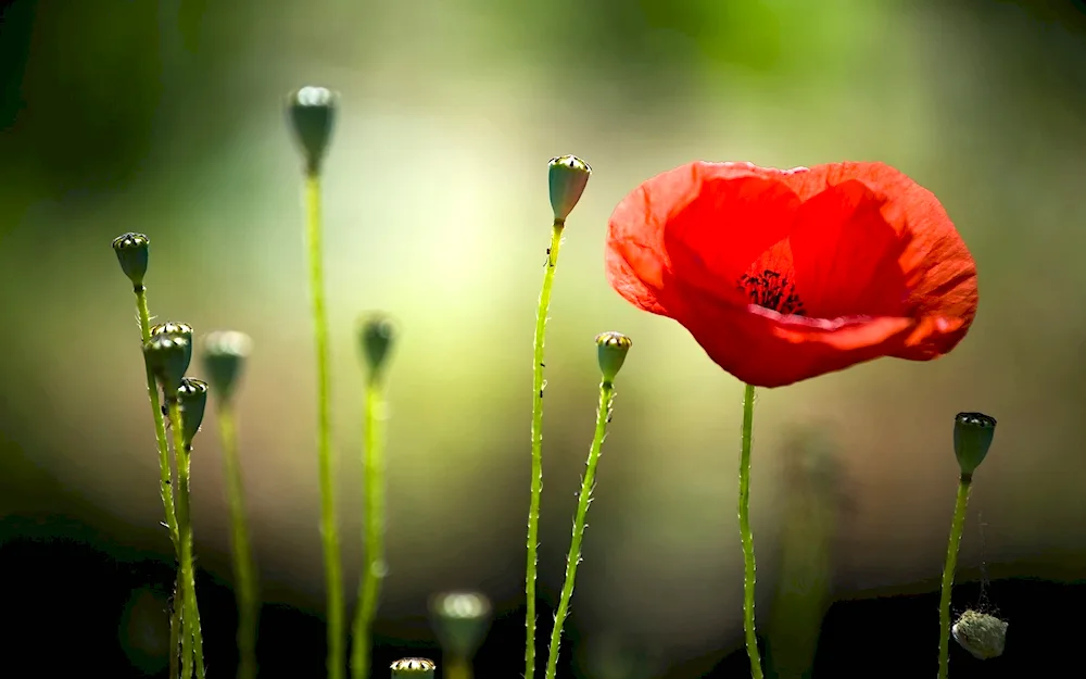 Poppy flowers