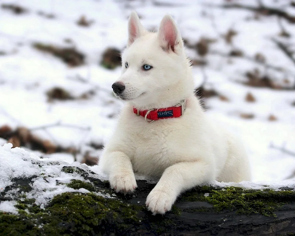 Mackenzie River husky white