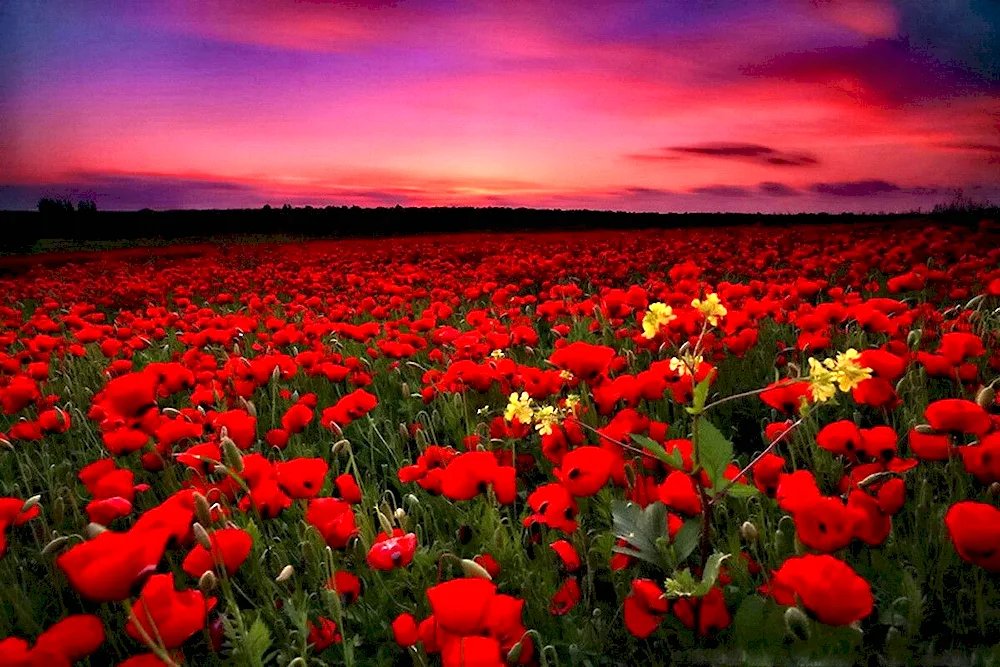 Flower Field