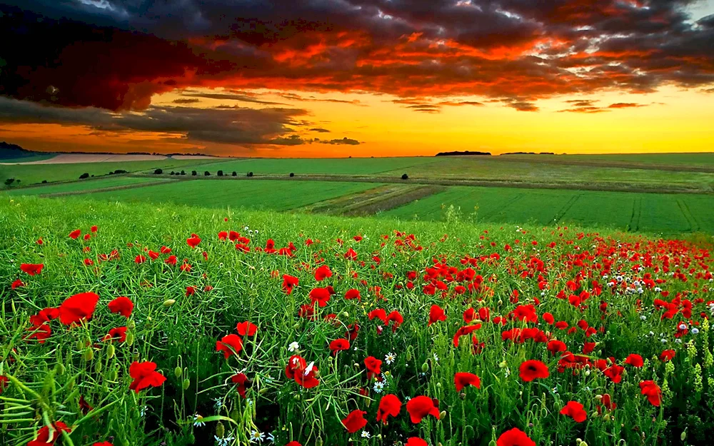 Mary Dipnall's poppy field