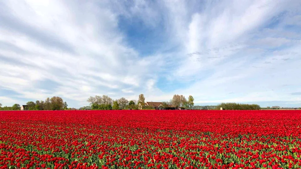 Flower Field