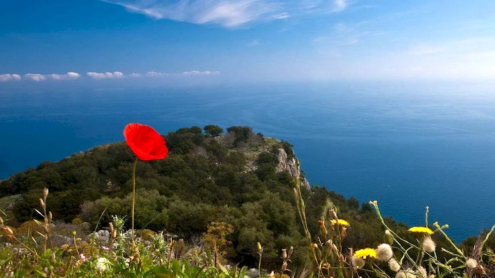 Poppy fields Cape Fiolent