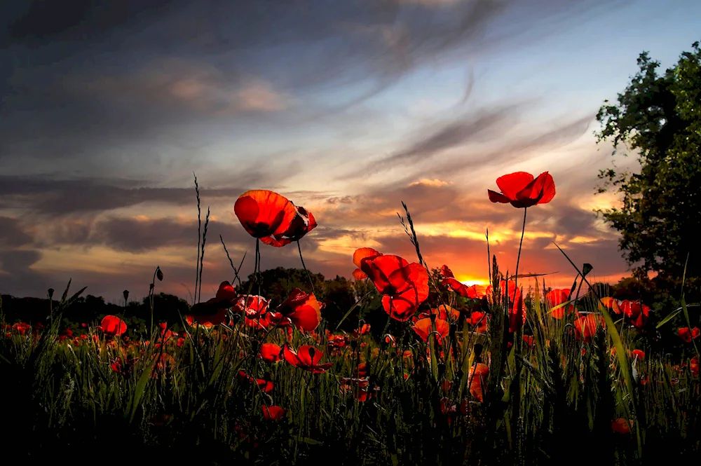 Poppy fields in the Crimea