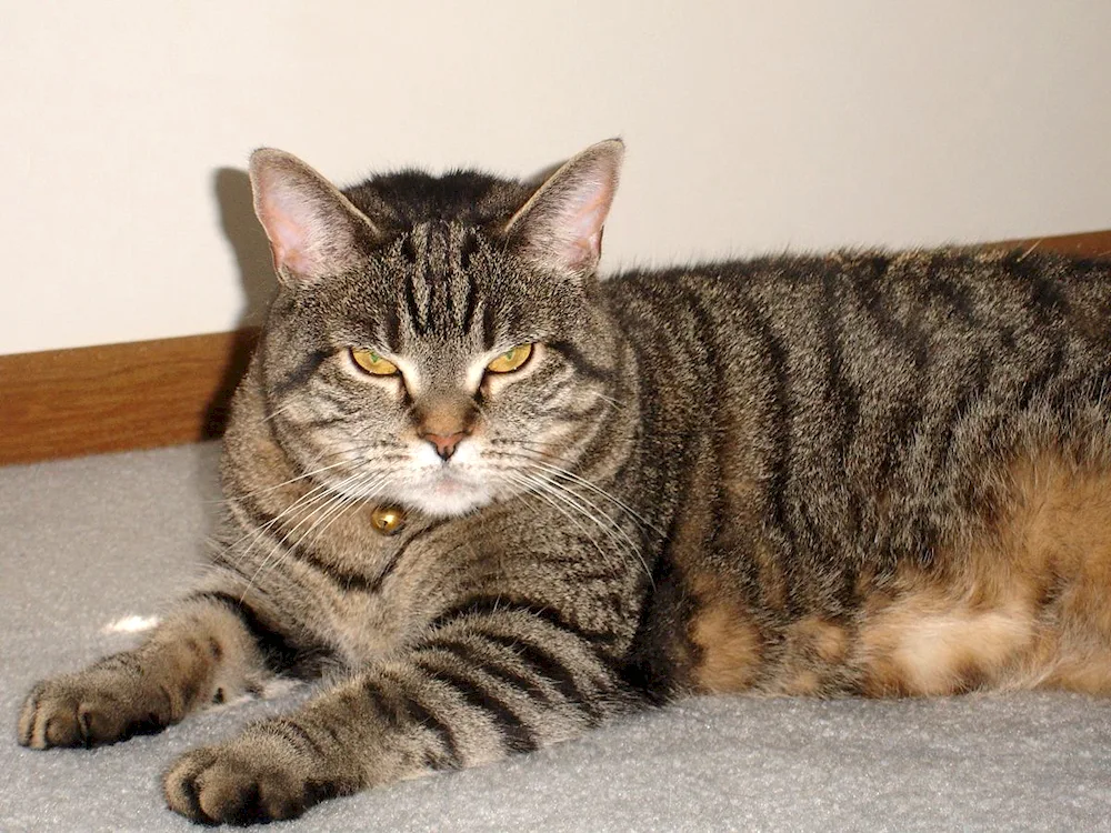 Macrel tabby breed